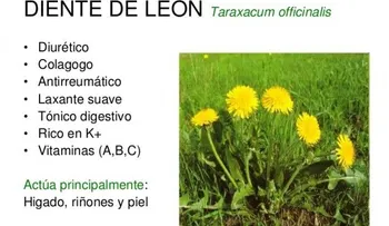 Usos y beneficios para la salud del diente de león 