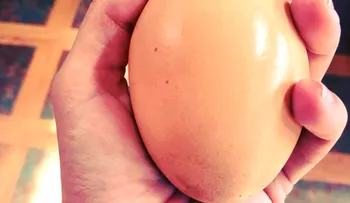 Jamás lo habría imaginado: Abrió un huevo gigante y se llevó tremenda sorpresa