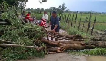 Tornado derriba árboles y deja sin luz comunidad de Barahona 