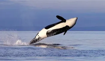 California prohíbe la cría y espectáculos de orcas en cautividad