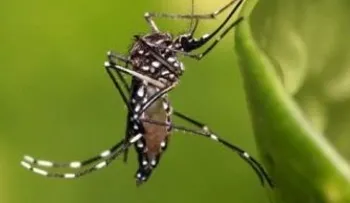 Paraguay dice que mejor vacuna contra dengue es eliminar criaderos mosquitos 