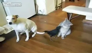 Cuervo que alimenta al perro y gato (Video)