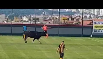 Un toro se cuela en medio de un partido de fútbol