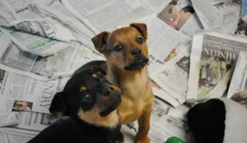 Perros dan varias vueltas antes de excretar