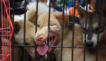 Impactante video sobre el polémico consumo de carne de perro en China  