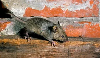 Los ratones de Nueva York son portadores de nuevos virus y superbacterias, según estudio