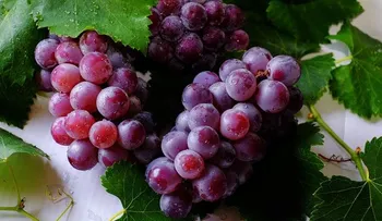 Cosas raras cuando comes uvas todos los días; mejor salud de los ojos y un envejecimiento lento