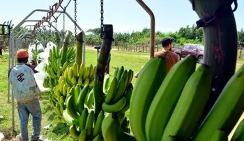 Inicia la exportación de banano desde Palo Verde a Europa