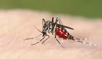 Nuevo método con tes de saliva podría identificar portadores de malaria 