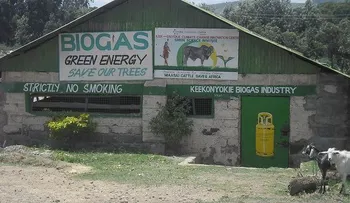 Sangre de los mataderos para producir energía limpia     
