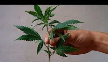Un fantástico truco para que tus plantas agarren mejor (Video)