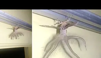 Filman extraña criatura con alas y tentáculos en Indonesia