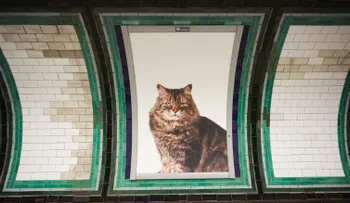 El poder de los gatos sobre la humanidad: ¿son tan buenos para la salud como crees?
