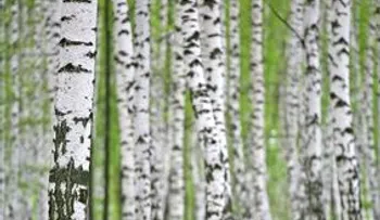 Propiedades y beneficios del agua árbol aromático de abedul 