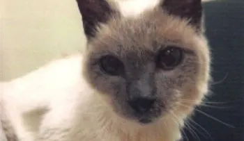 Scooter, el gato más longevo del mundo, muere a los 30 años