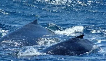 Esperan miles de turistas en temporada de ballenas Bahía Samaná