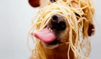 8 comidas que no debes darle nunca a tu mascota