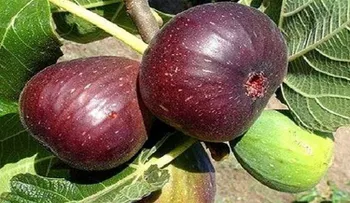 Despidete de tus dolores en la columna, espalda y piernas con este remedio 100% natural