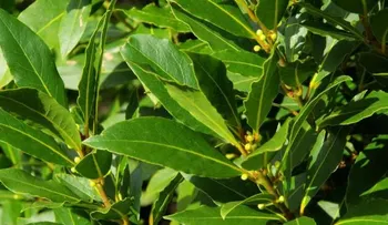 Quema hojas de laurel y miras lo que pasa en solo 10 minutos