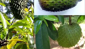 Guanábana, la mejor fruta contra el cáncer y más efectiva que la quimioterapia; recetas 