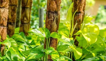 Plantas que atraen energía positiva en los espacios
