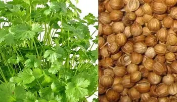 Semillas de cilantro; cebolla; aceite de coco; avena; para reducir el colesterol. Otros remedios