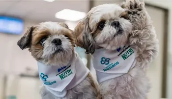 Perros terapéuticos alivian dolor crónico en Chile