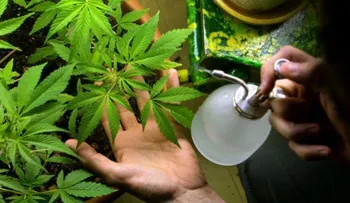 Nueva York despenaliza posesión de marihuana tras fracasar su legalización