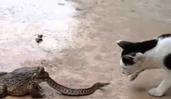 Se vuelve viral VIDEO de un gato que encuentra a un sapo comiéndose una serpiente