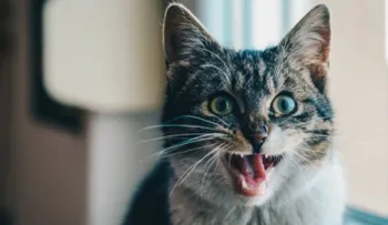 ¡Cuidado! Abrazar a tu gato podría traer enfermedades 