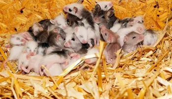  Logran piel pilosa a partir de células madre de ratones 