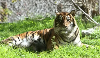 Muere cuidadora de zoológico en Nueva Zelandia tras ataque de un tigre