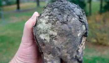 Tengo 60 años y este vegetal devolvió mi visión, eliminó la grasa de mi hígado y limpio mi colon