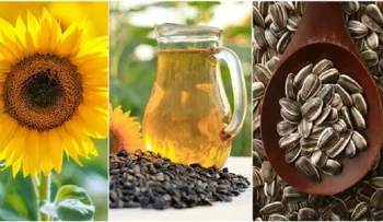 Cómo cultivar los mejores girasoles y 7 usos maravillosos