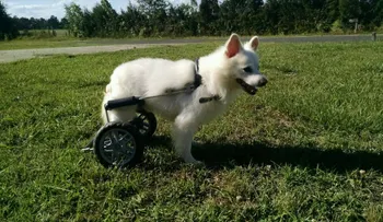Lionel, el perro en silla de ruedas que necesita un hogar lleno de amor