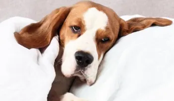Cómo saber si tu perro está enfermo: Síntomas a considerar