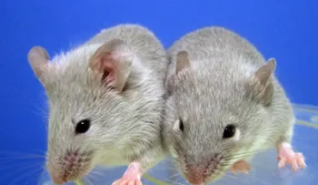 ¿Sabías que los ratones pueden aprender a cantar como los pájaros?