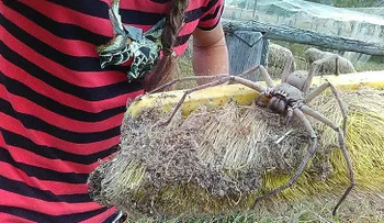 Gana popularidad foto escalofriante: ¿Es la araña más grande que se haya fotografiado jamás?
