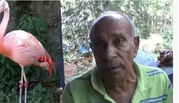 Pillos se roban tres flamencos del Zoológico de Moca