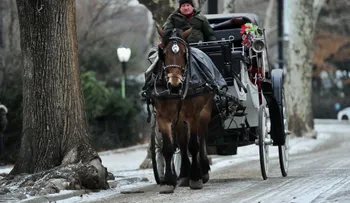 Un acuerdo podría mantener los carruajes tirados por caballos en Nueva York