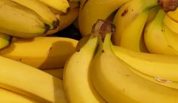 Por qué hay que comer un guineo (banana)  cada día