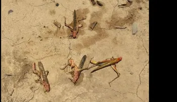 Alerta en Paraguay por ataques de langostas