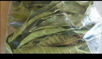  Esta hoja te quita la diabetes como si fuera por arte de magia