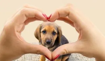 7 beneficios de tener mascota para tu salud mental