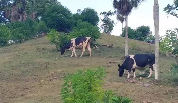 Envenenan catorce vacas en Santiago Rodríguez