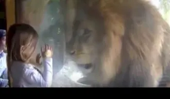 Una niña intenta besar a un león y así fue la reacción del animal (VIDEO)