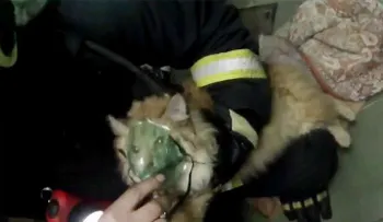 Bomberos salvan a una gata con una máscara de oxigeno (VIDEO)