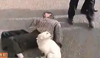Fidelidad de los perros con sus dueños 