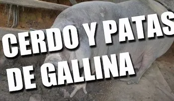 Cerdos en Brasil desarrollan "patas de gallina" 