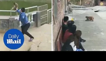 Empuja a un macaco y sufrió su merecido 